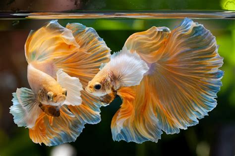 how to buy betta fish from thailand